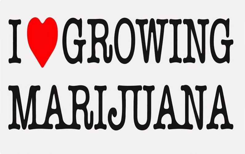 I Love Growing Marijuana Review for 2023