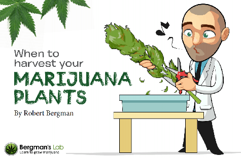 Cannabis harvesting tips at I Love Growing Marijuana.