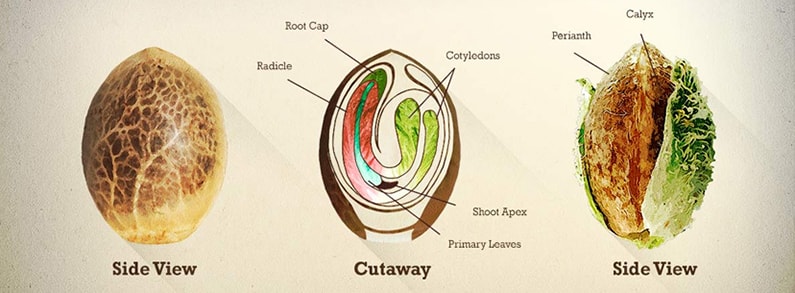 Buy Cannabis Seeds Online | Complete Beginner's Guide for 2018