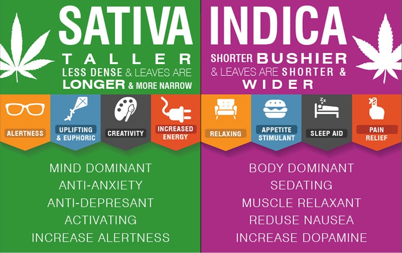Recreational marijuana | The differences between Sativa & Indica | theMarijuanaConsumer.com