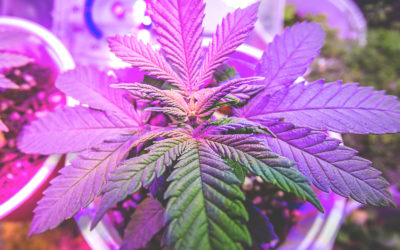 Top Five Best Indoor Cannabis Grow Kits for 2024