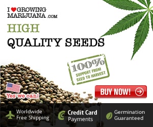 High quality seeds from I Love Growing Marijuana.