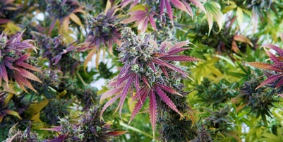 The Marijuana Consumer blog about all things cannabis.