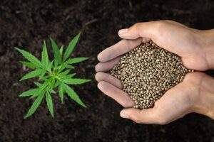 Cannabis seeds and a baby marijuana plant | How to buy cannabis seeds online.
