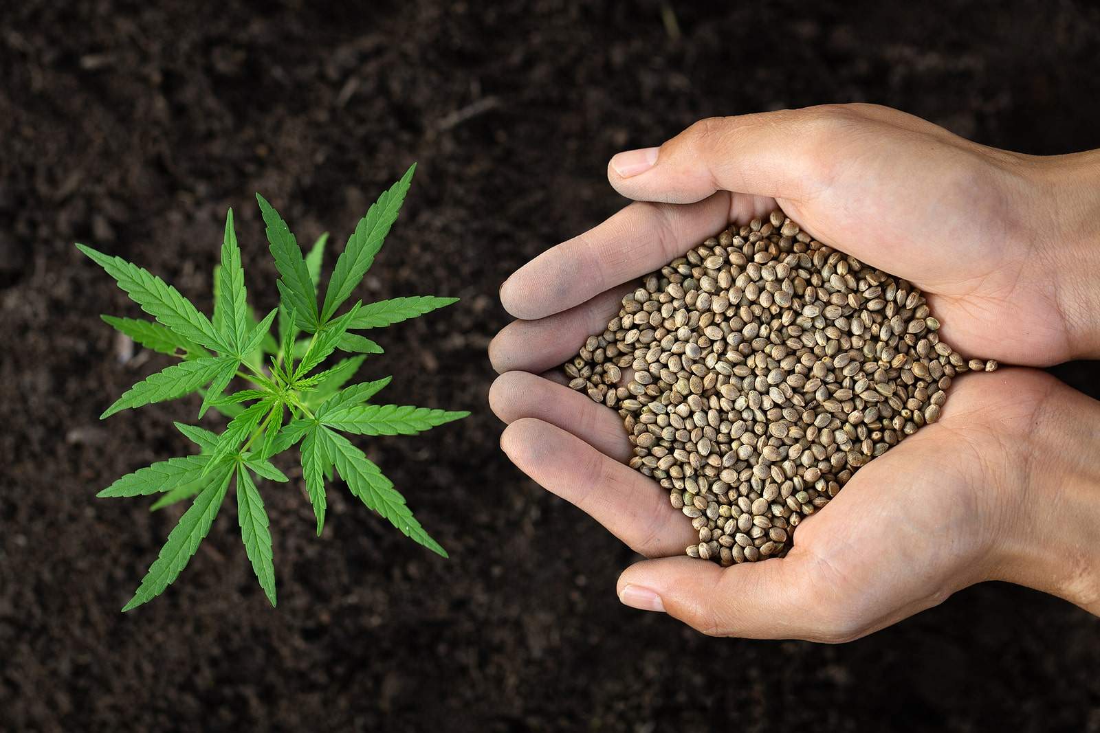 Cannabis seeds and a baby marijuana plant | How to buy cannabis seeds online.