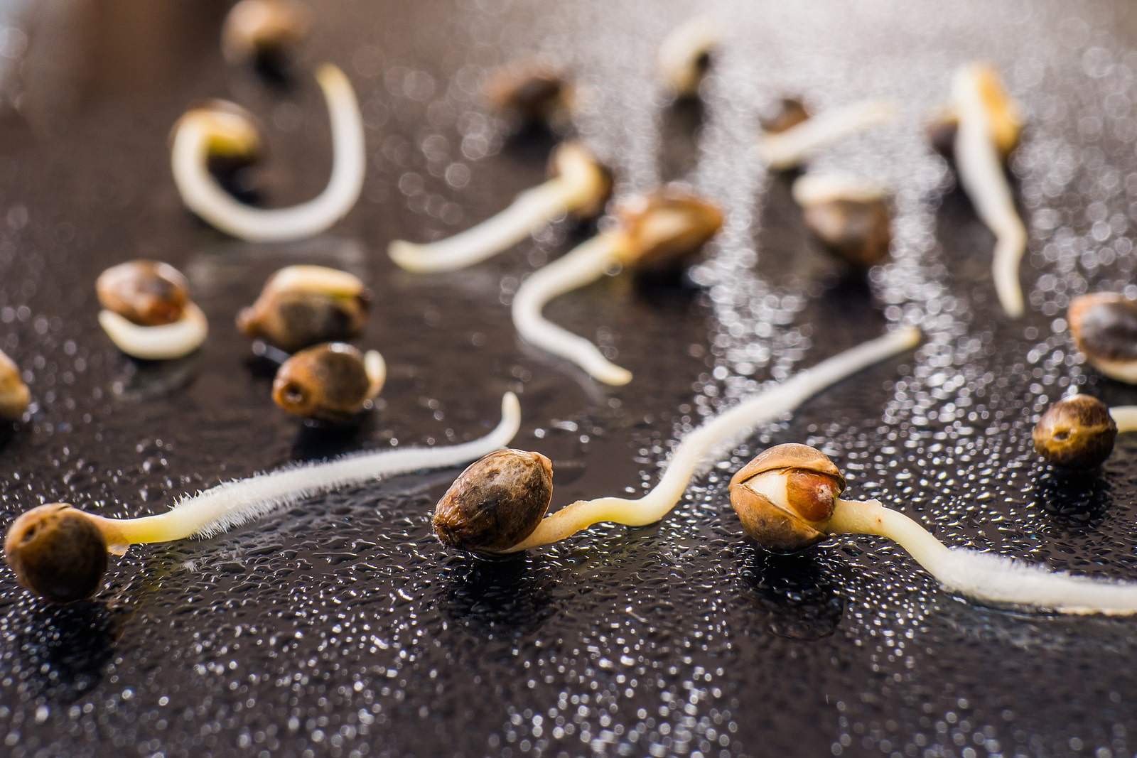 Auto-flowering cannabis seeds beginning the germination process.