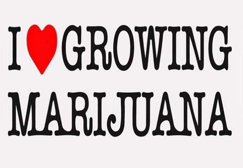 Buy cannabis seeds online from I Love Growing Marijuana online.