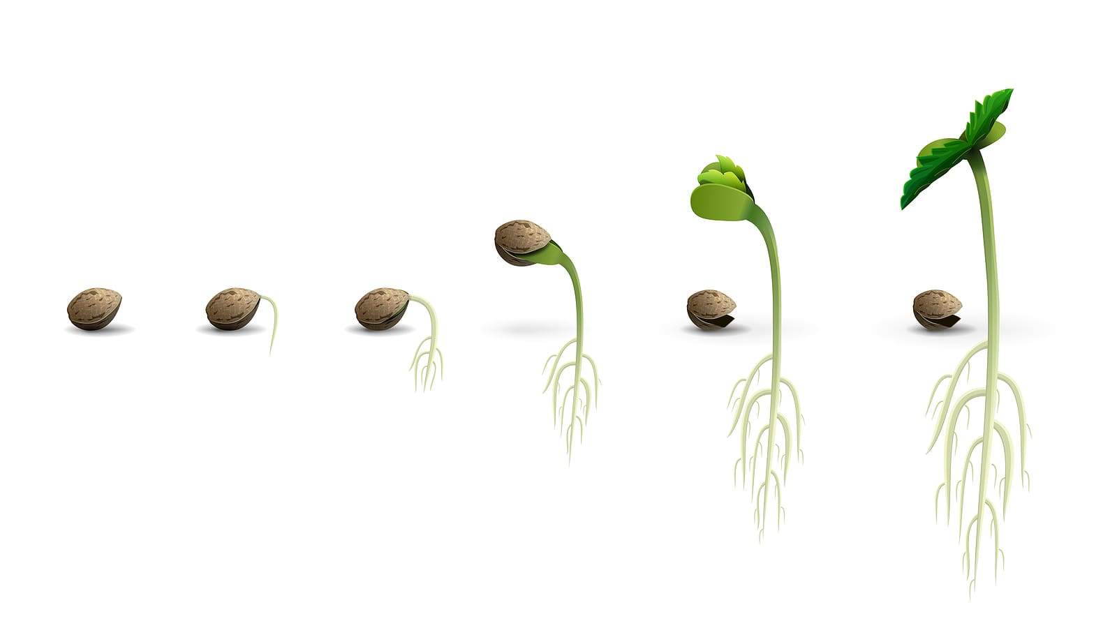 Stages of cannabis seed germination and growth.