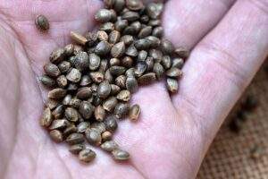 Handful of cannabis seeds.