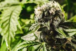 Fresh cannabis plant with a bud.