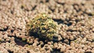 A single marijuana bud sitting with cannabis seeds.