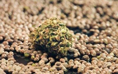 How to Buy Cannabis Seeds Online in 2023