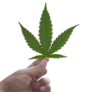 Man holding a single marijuana leaf.