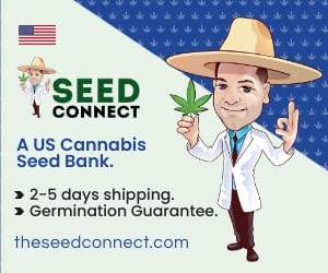 Shop cannabis seeds online from The Seed Connect.