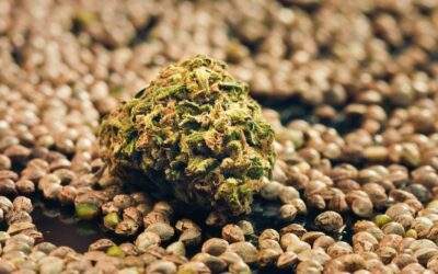 Best Seed Banks to Buy Cannabis Seeds Online (2025)