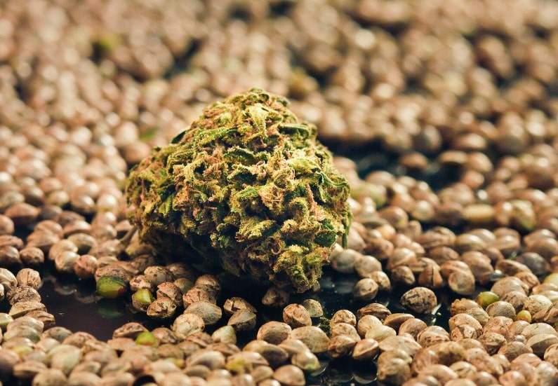 Top 10 Best Cannabis Seed Banks Online (2024)