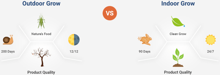 The difference between growing cannabis outdoors vs indoors.