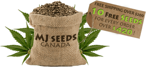 MJ Seeds Canada is one of the best online cannabis seed banks.