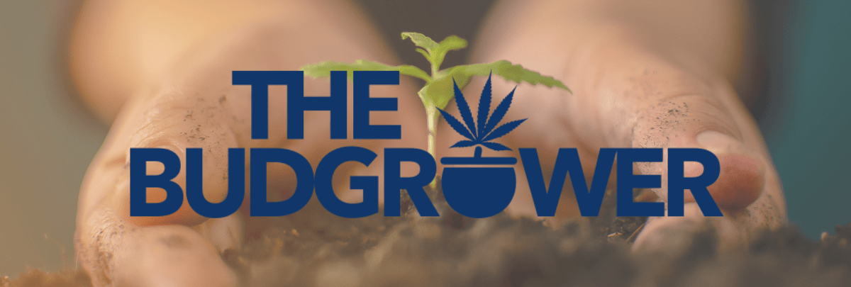 The Bud Grower review - indoor cannabis grow kits.