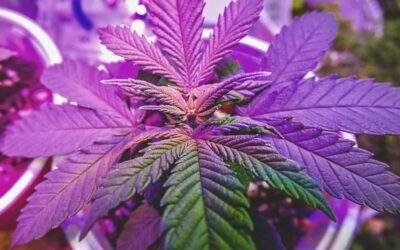 Top Five Best Indoor Cannabis Grow Kits (2025)