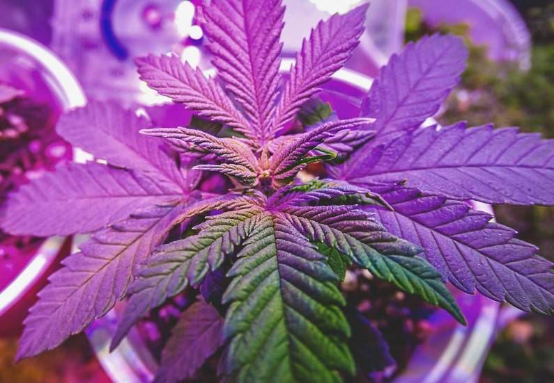 Top Five Best Indoor Cannabis Grow Kits (2024)