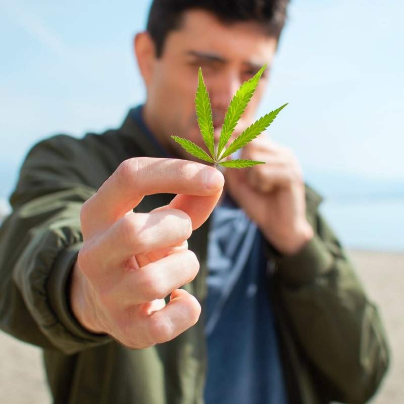 The Cannabis Consumer is about all things cannabis.