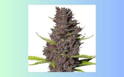 Blue Dream Cannabis Strain Facts and Information