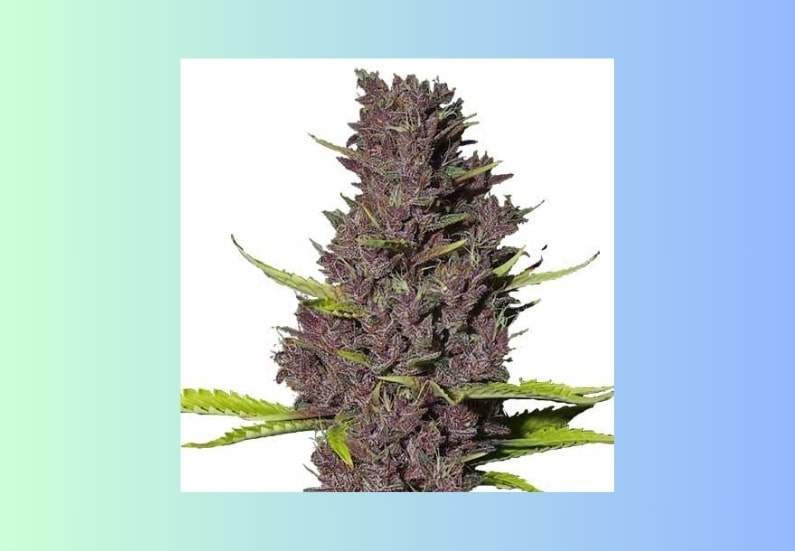 Blue Dream Cannabis Strain Review and Information.