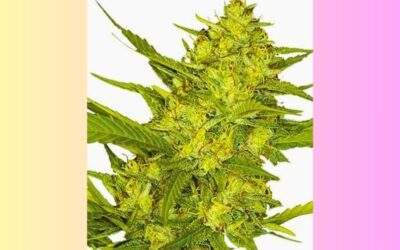 Sour Diesel Cannabis Strain Information and Facts