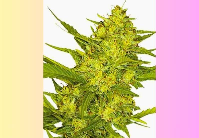 Sour Diesel Cannabis Strain Information and Facts