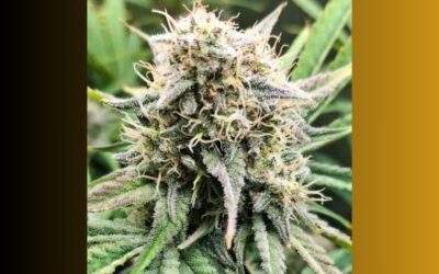 Girl Scout Cookies (GSC) Cannabis Strain Facts and Information