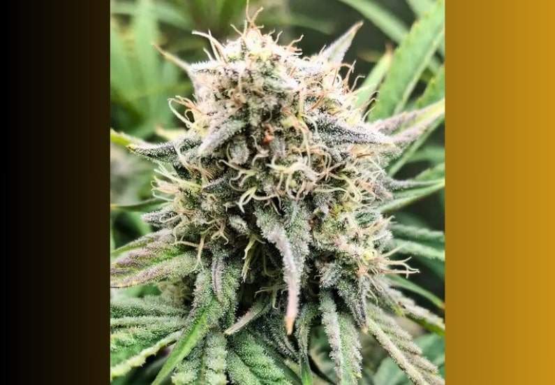 Girl Scout Cookies (GSC) Cannabis Strain Facts and Information