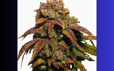 Green Crack Cannabis Strain Facts and Information