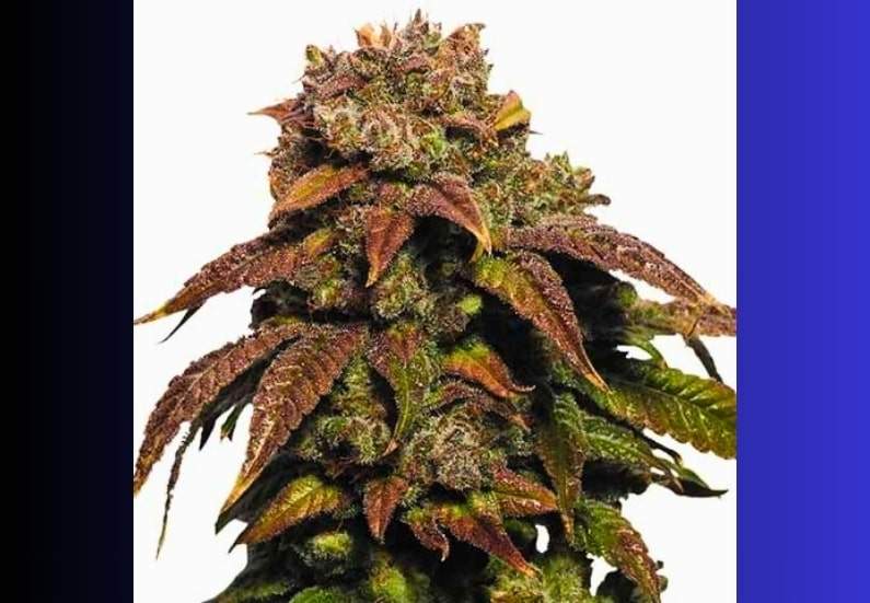 Green Crack Cannabis Strain Facts and Information