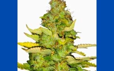 Maui Wowie Cannabis Strain Facts and Information