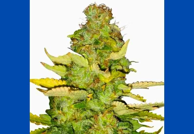 Maui Wowie Cannabis Strain Facts and Information