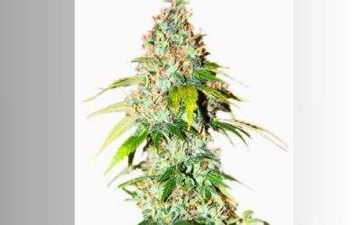 OG Kush Cannabis Strain Facts and Information