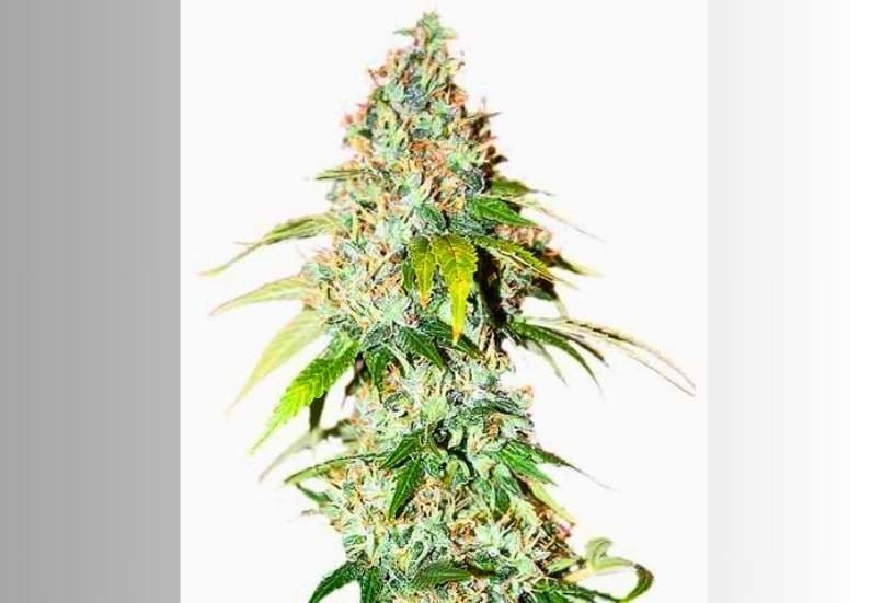 OG Kush Cannabis Strain Facts and Information