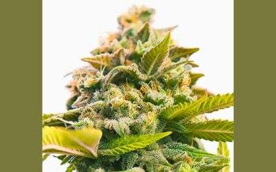 Pineapple Express Cannabis Strain Facts and Information