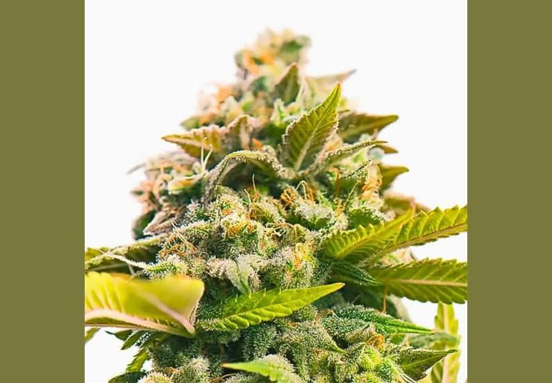 Pineapple Express Cannabis Strain Facts and Information