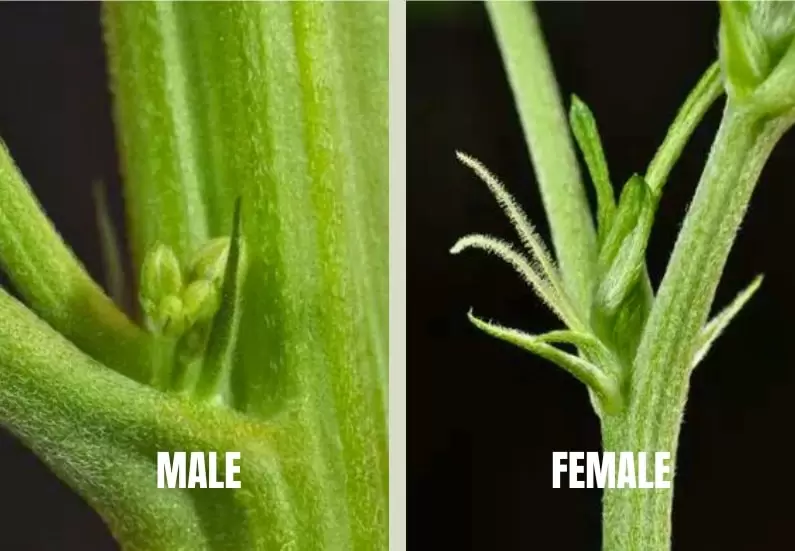 Anatomy of a marijuana plant: Male and female nodes.