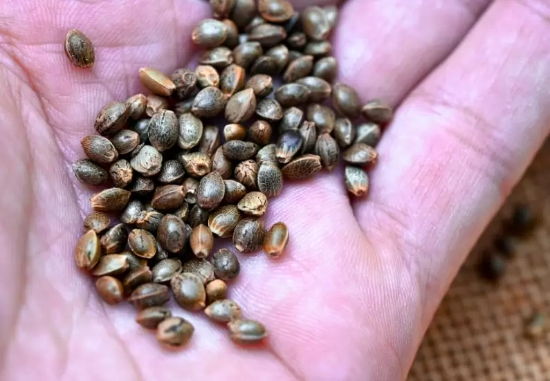 The anatomy of a marijuana plant starts with a cannabis seed.