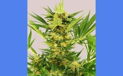 AK-47 Cannabis Strain Facts and Information