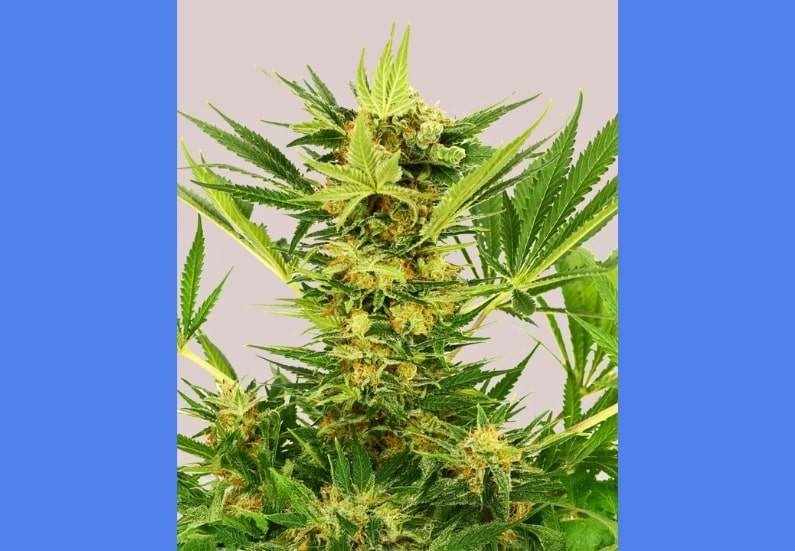 AK-47 Cannabis Strain Facts and Information