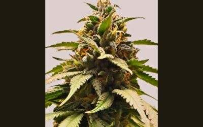 Bubba Kush Cannabis Strain Facts and Information