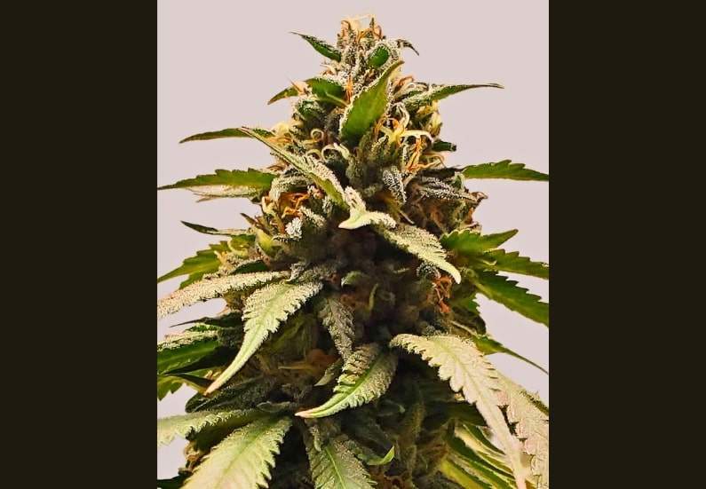 Bubba Kush Cannabis Strain Facts and Information