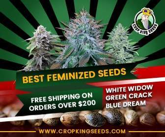 Established in 2005, Crop King Seeds has been perfecting the genetics of the cannabis plant for medical and commercial grower.