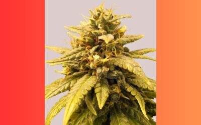 Durban Poison Cannabis Strain Facts and Information