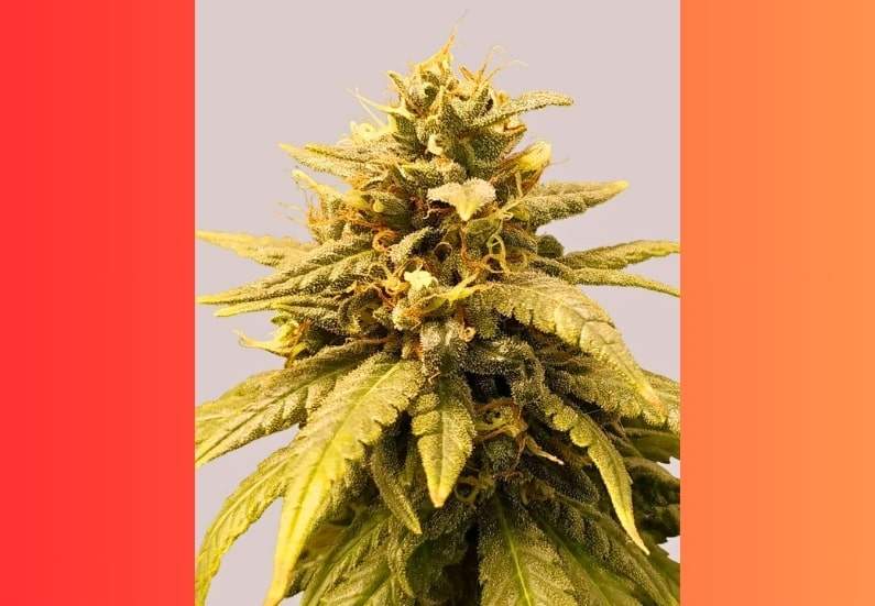 Durban Poison Cannabis Strain Facts and Information