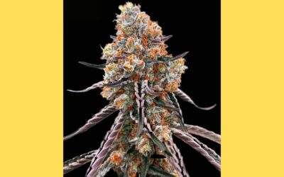 Gelato Cannabis Strain Facts and Information